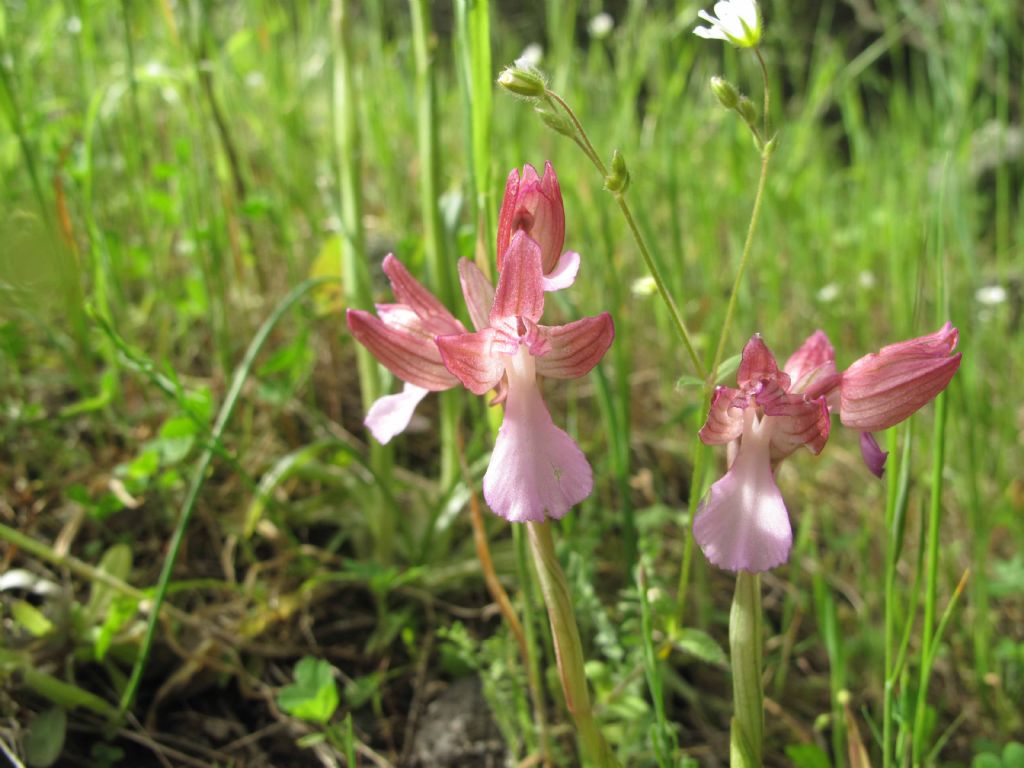 Orchidee del Vesuvio